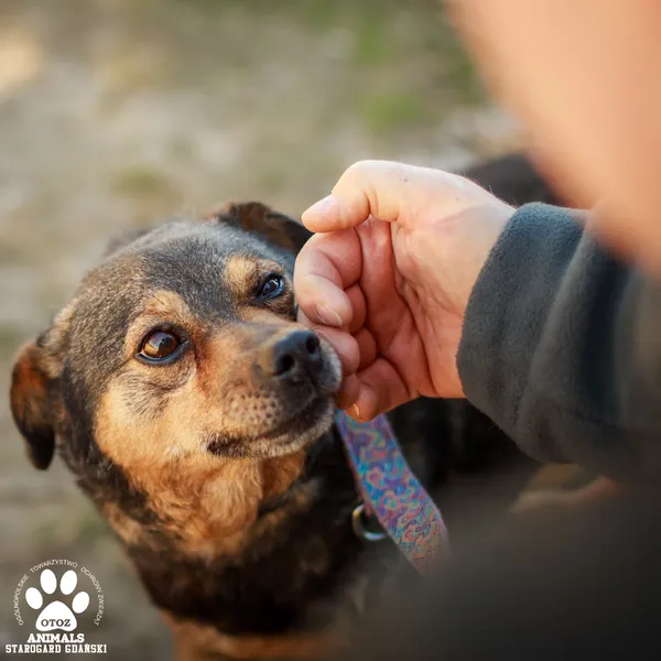 Pies do adopcji, Starogard Gdański, 13 marca 2025 (3/4)
