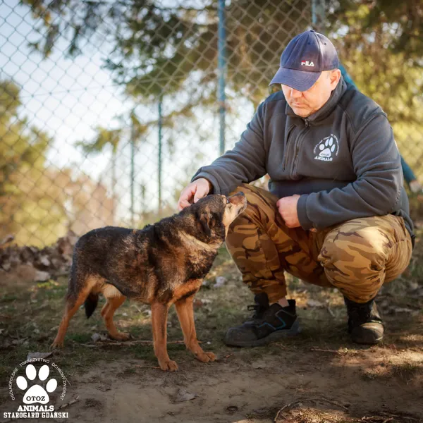 Pies do adopcji, Starogard Gdański, 13 marca 2025 (4/4)