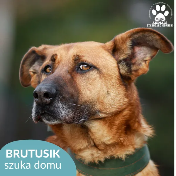 Pies do adopcji, Starogard Gdański, 13 marca 2025 (1/3)