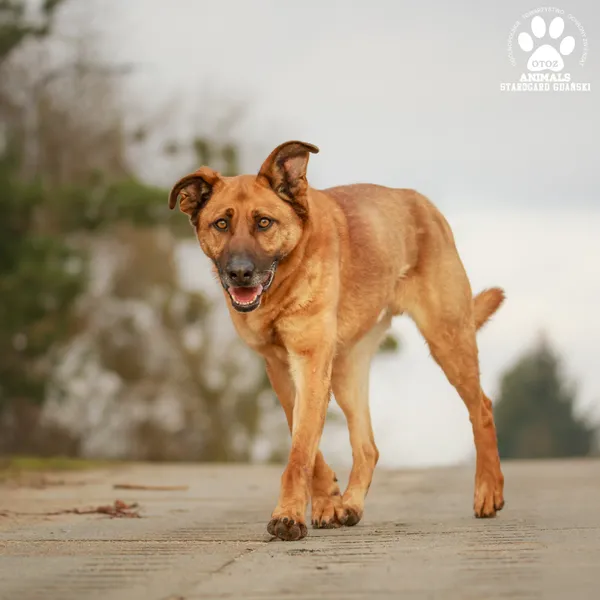 Pies do adopcji, Starogard Gdański, 13 marca 2025 (3/3)