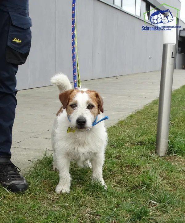 Znaleziono psa, Szczecin, 13 marca 2025 (2/2)