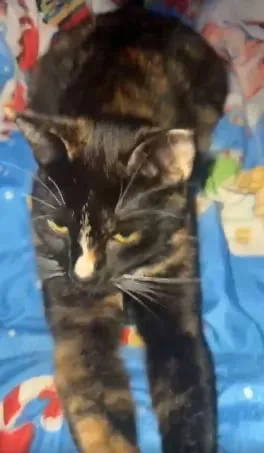 Zaginął kot, Łódź, 13 marca 2025