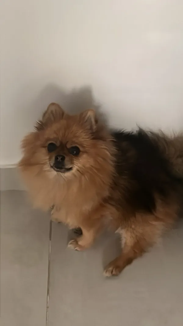 Zaginął pies, Łódź, 13 marca 2025