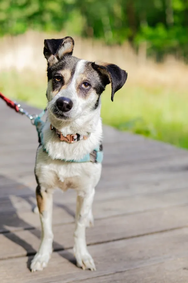 Znaleziono psa, Sosnowiec, 13 marca 2025 (2/5)