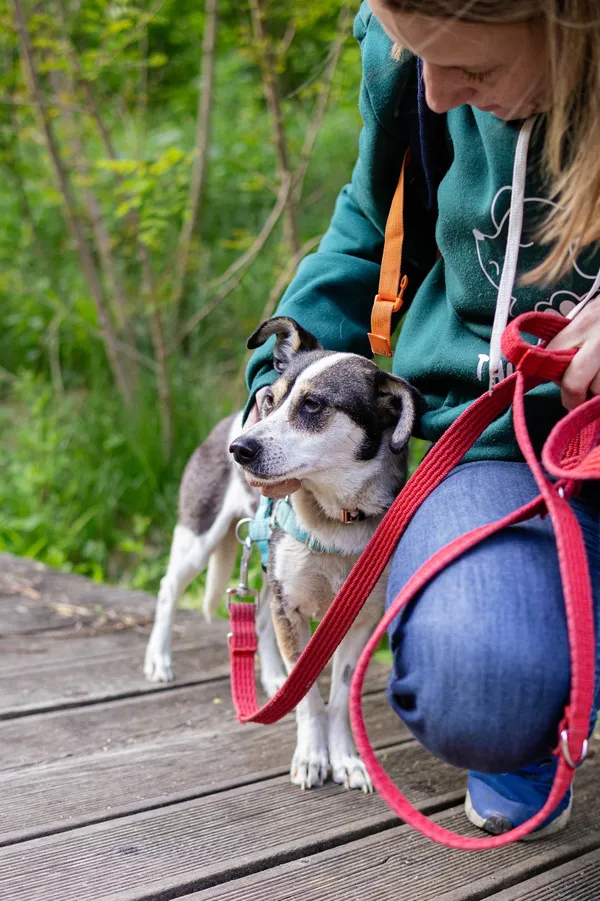 Znaleziono psa, Sosnowiec, 13 marca 2025 (4/5)