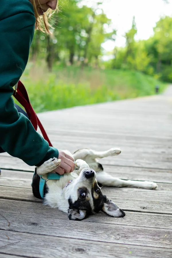 Znaleziono psa, Sosnowiec, 13 marca 2025 (5/5)