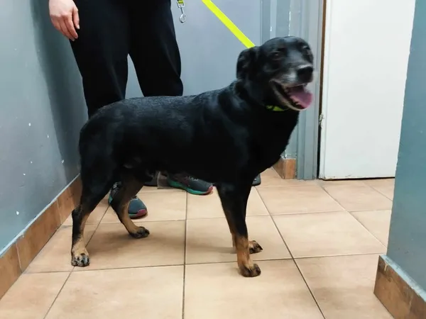 Znaleziono psa, Sosnowiec, 12 marca 2025