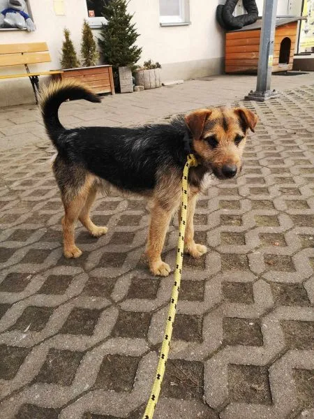 Pies do adopcji, Radom, 26 lutego 2025