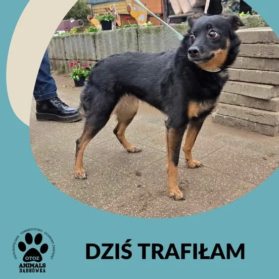 Znaleziono psa, Dąbrówka, 11 marca 2025 (1/2)