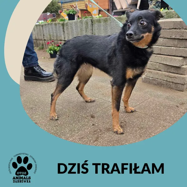 Znaleziono psa, Dąbrówka, 11 marca 2025 (2/2)