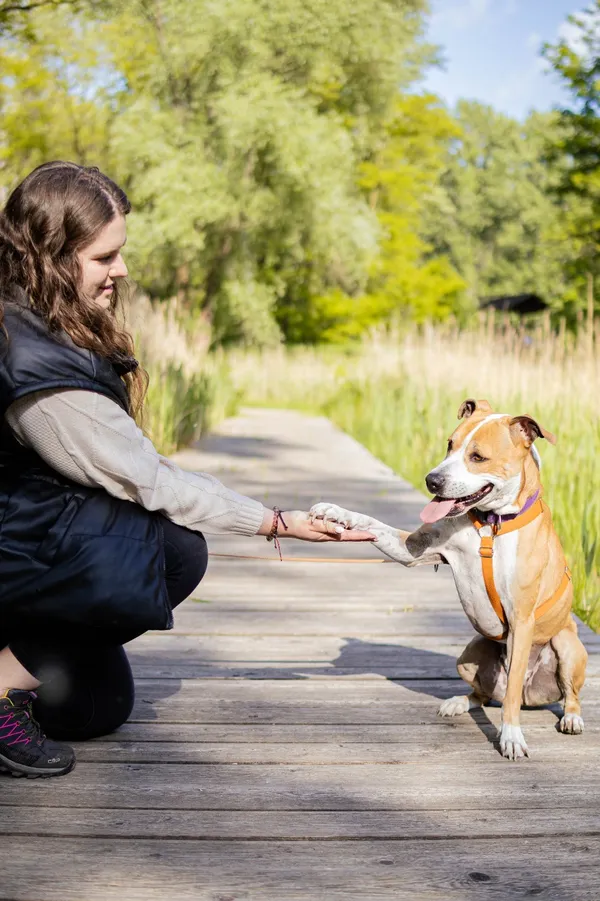 Znaleziono psa, Sosnowiec, 11 marca 2025 (1/5)