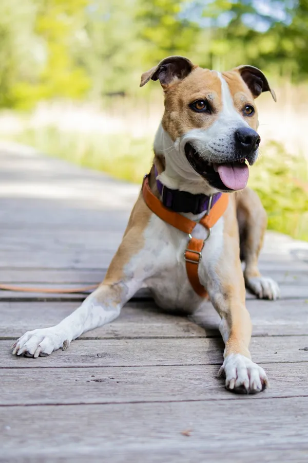 Znaleziono psa, Sosnowiec, 11 marca 2025 (2/5)