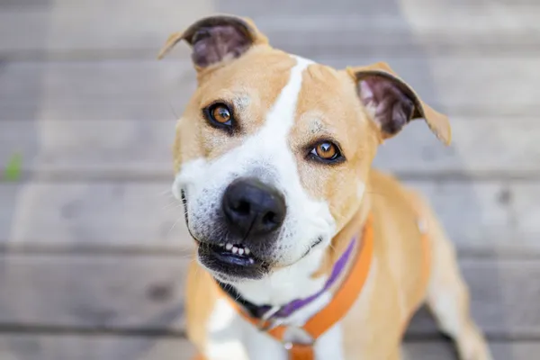 Znaleziono psa, Sosnowiec, 11 marca 2025 (4/5)