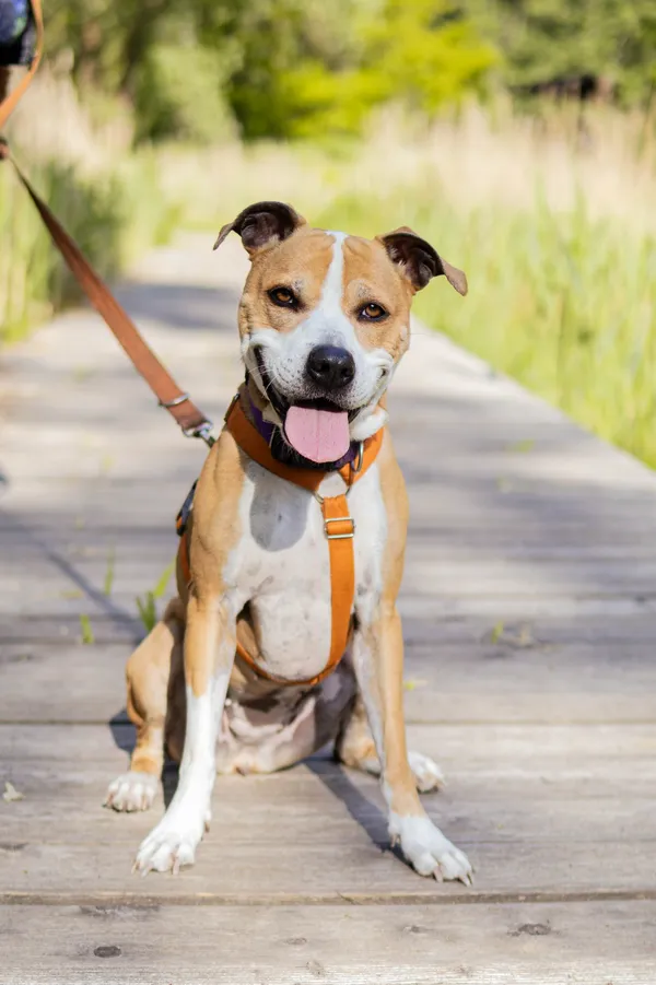 Znaleziono psa, Sosnowiec, 11 marca 2025 (5/5)