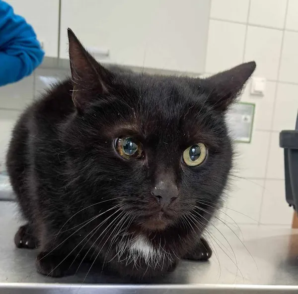 Znaleziono kota, Olsztyn, 13 marca 2025