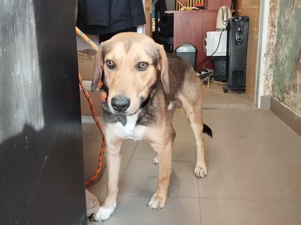 Znaleziono psa, Toruń, 10 marca 2025