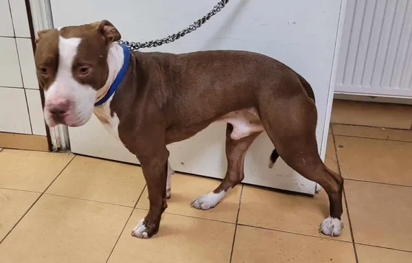 Znaleziono psa, Toruń, 6 marca 2025