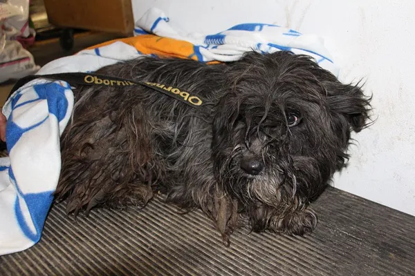 Pies do adopcji, Oborniki, 8 lutego 2025 (2/5)