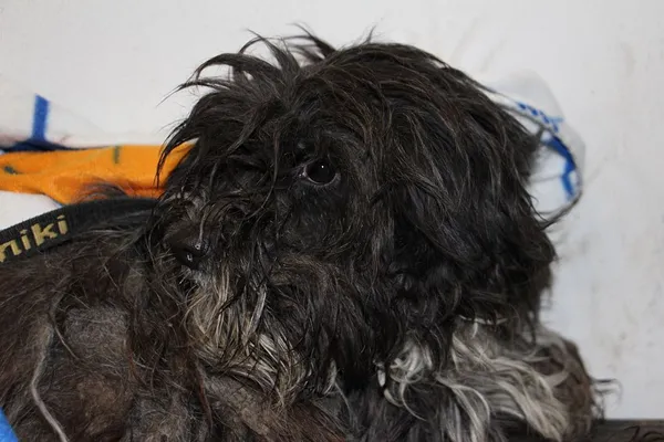 Pies do adopcji, Oborniki, 8 lutego 2025 (3/5)