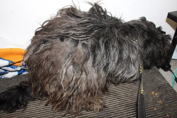 Pies do adopcji, Oborniki, 8 lutego 2025 (5/5)