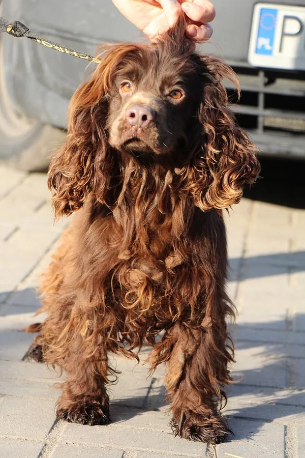 Pies do adopcji, Oborniki, 8 lutego 2025 (3/5)