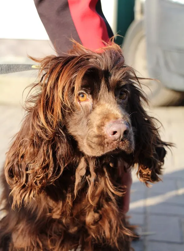 Pies do adopcji, Oborniki, 8 lutego 2025 (5/5)