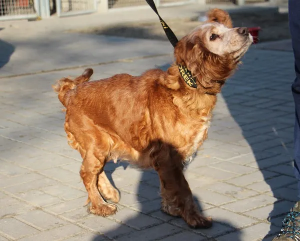 Pies do adopcji, Oborniki, 8 lutego 2025 (2/5)