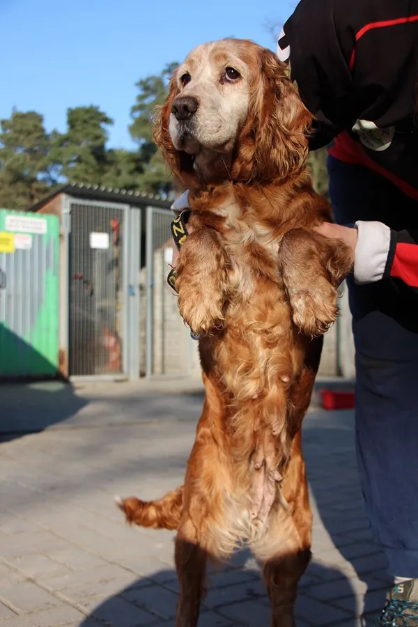 Pies do adopcji, Oborniki, 8 lutego 2025 (4/5)