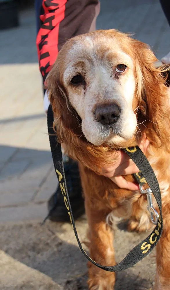 Pies do adopcji, Oborniki, 8 lutego 2025 (5/5)