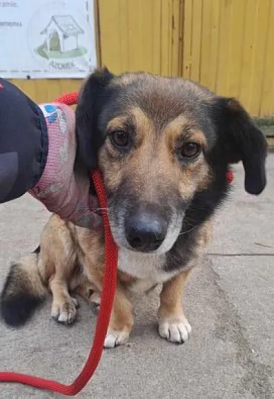 Pies do adopcji, Oborniki, 3 lutego 2025 (1/4)