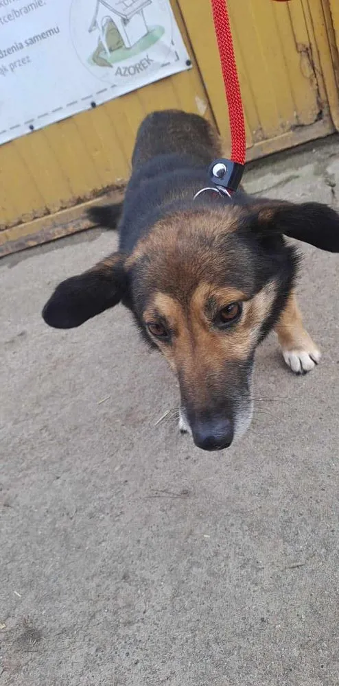 Pies do adopcji, Oborniki, 3 lutego 2025 (2/4)