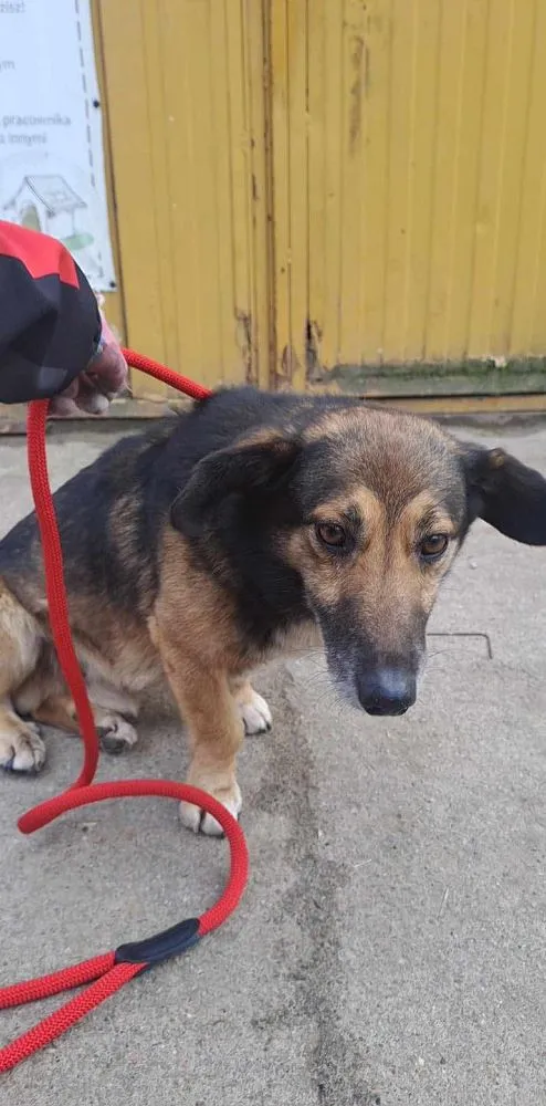 Pies do adopcji, Oborniki, 3 lutego 2025 (3/4)