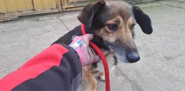 Pies do adopcji, Oborniki, 3 lutego 2025 (4/4)