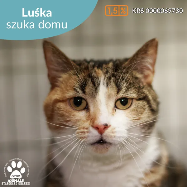 Kot do adopcji, Starogard Gdański, 13 marca 2025