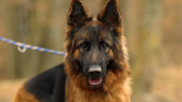 Pies do adopcji, Elbląg, 13 marca 2025 (1/5)