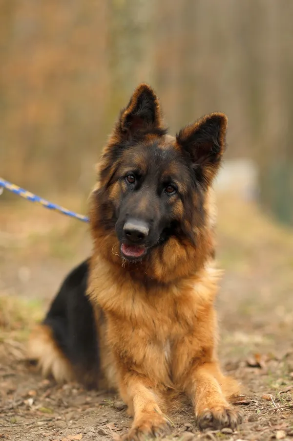 Pies do adopcji, Elbląg, 13 marca 2025 (4/5)