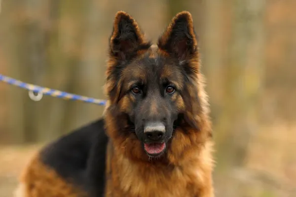 Pies do adopcji, Elbląg, 13 marca 2025 (5/5)