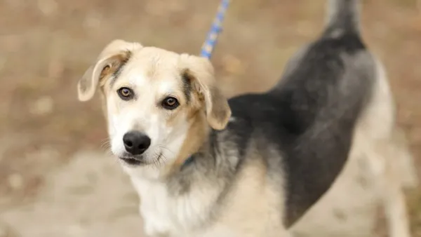 Pies do adopcji, Elbląg, 13 marca 2025 (1/5)