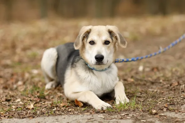 Pies do adopcji, Elbląg, 13 marca 2025 (2/5)