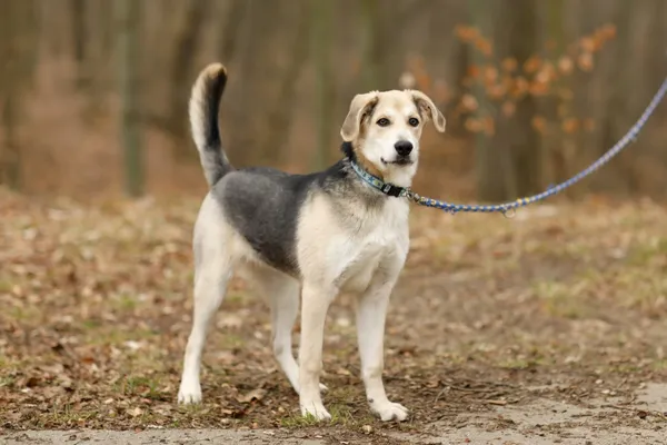 Pies do adopcji, Elbląg, 13 marca 2025 (5/5)