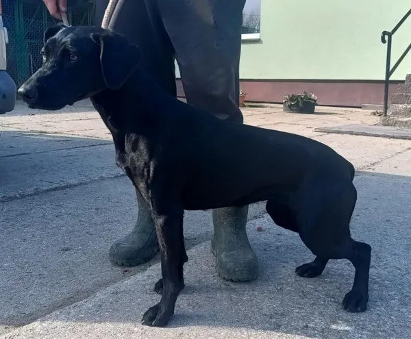 Znaleziono psa, Pieckowo, 11 marca 2025 (1/2)