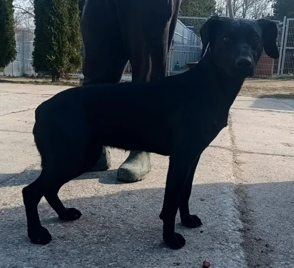 Znaleziono psa, Pieckowo, 11 marca 2025 (2/2)