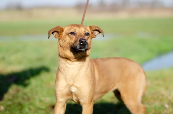 Oddam psa, Gdańsk, Strzyża, 14 marca 2025 (3/4)