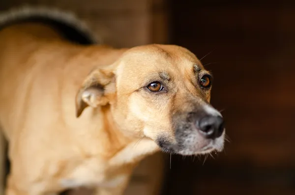 Oddam psa, Gdańsk, Strzyża, 14 marca 2025 (4/4)