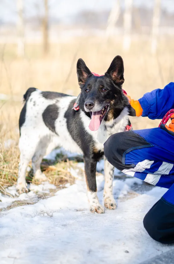 Oddam psa, Szłapy, 14 marca 2025 (2/4)