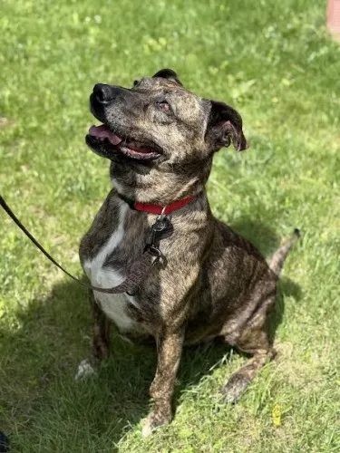 Pies do adopcji, Kraków, 27 lutego 2025 (1/5)