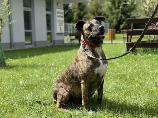 Pies do adopcji, Kraków, 27 lutego 2025 (2/5)