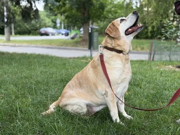 Pies do adopcji, Kraków, 27 lutego 2025 (3/5)