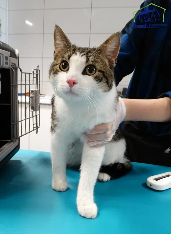 Znaleziono kota, Szczecin, 14 marca 2025 (2/2)