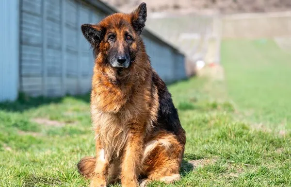 Pies do adopcji, Racławice, 10 marca 2025 (1/5)